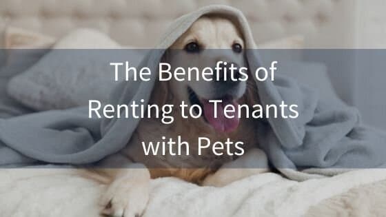 Allowing Pets in Your Rental: A Guide