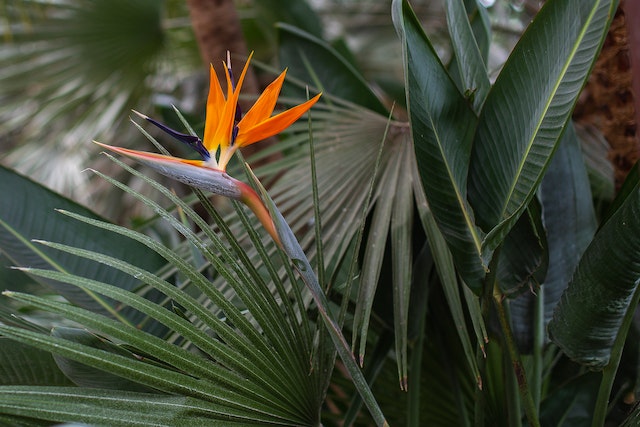 a close up of a pird of paradise flower with a background of green foliage in the queen elizabeth the second gardens