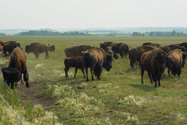 a herd of bison gather on saskatchewan plains