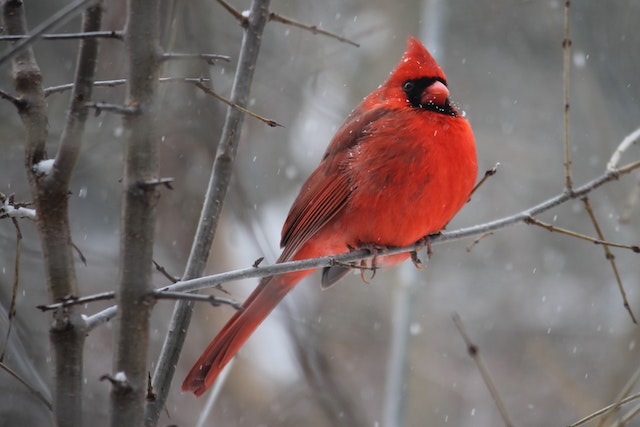 a scarlet cardinal perches on a small branch while snow falls around it