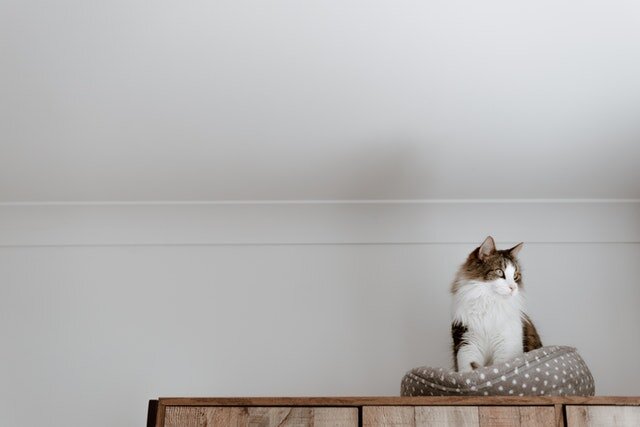 Charging pet rent