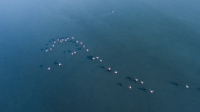 flock of birds migrating