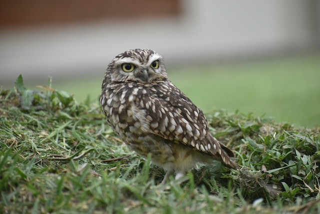 burrowing owl standing on grass