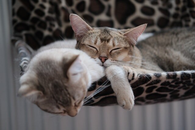 tenant pets.jpg