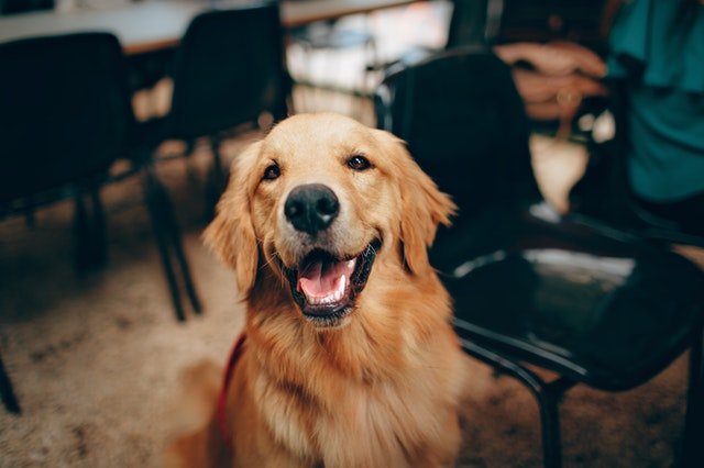waiving pet fee